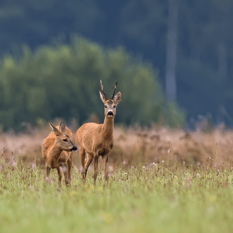 Deer in a field.